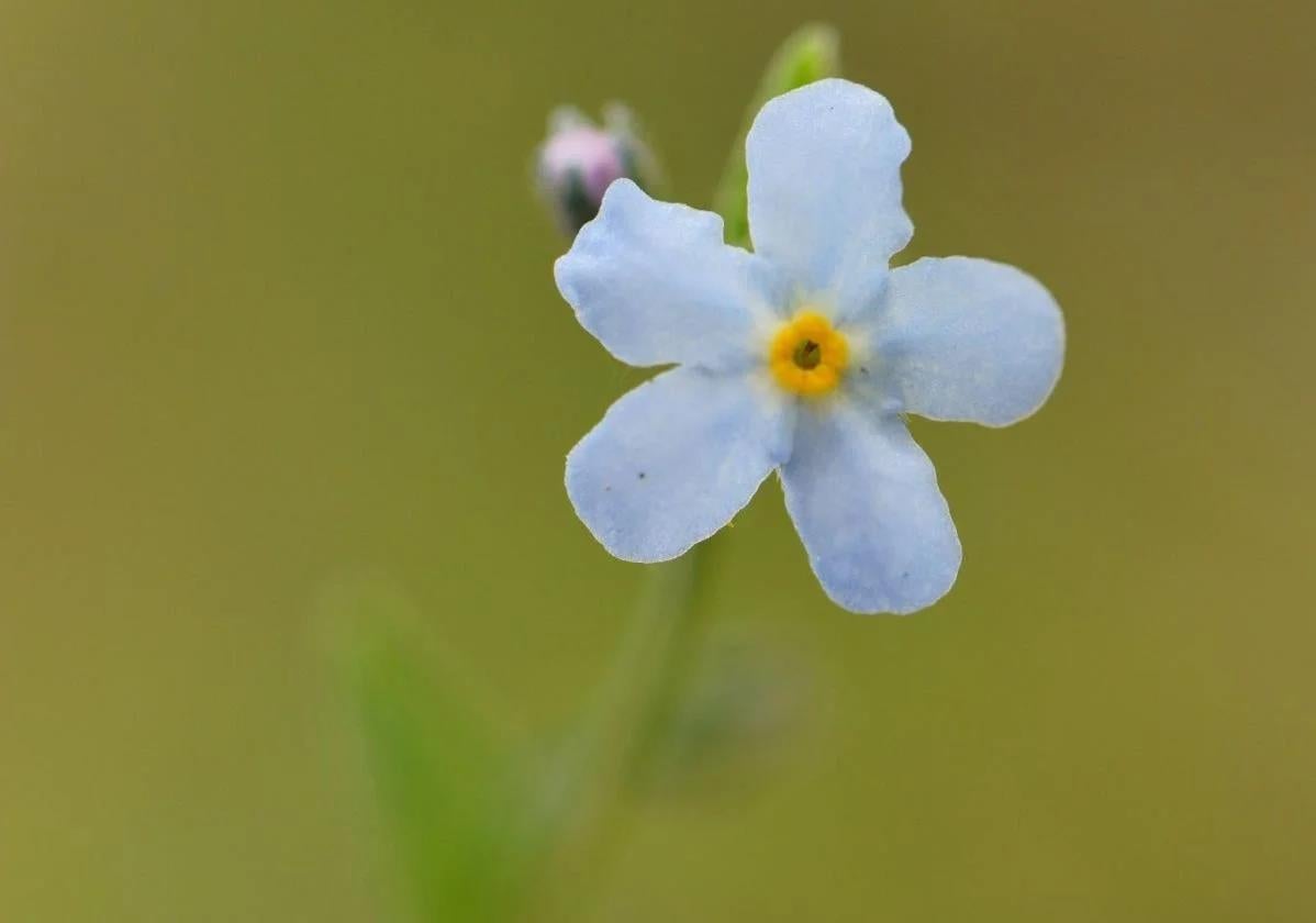 Image of the plant popularly known as 'Nomevés', due to its small size and the brevity of its flowering season.
