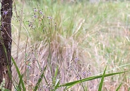 Dianella longiflora.