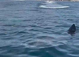 Images of basking shark spotted off Marbella coast go viral
