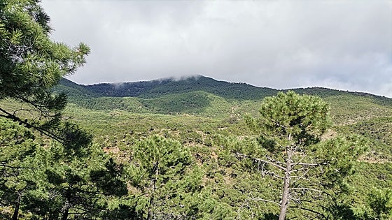 The Sierra de las Nieves national park master plan will extend its protection to Sierra Bermeja and the Genal valley