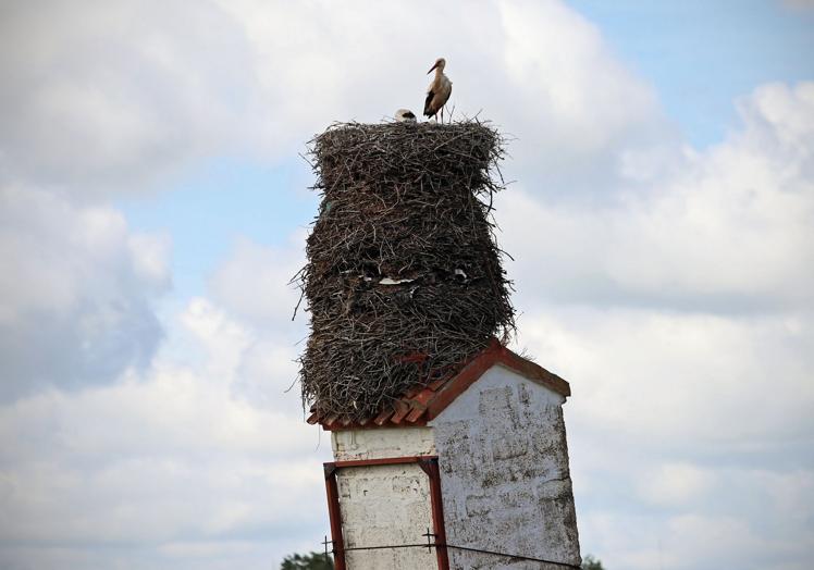 Balance: three nests on top of the leaning tower.