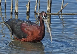 The glossy ibis.