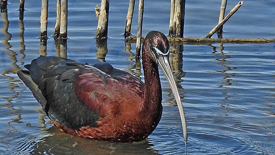 The glossy ibis