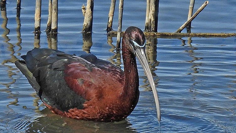 The glossy ibis
