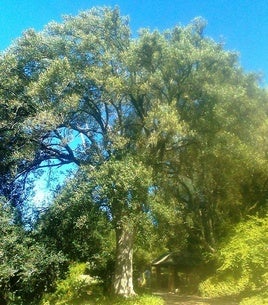 A large Kiggelaria africana tree.