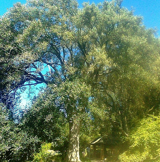 Kiggelaria africana