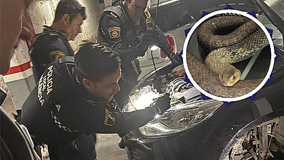 Emergency services spring into action to remove three-metre-long venomous snake from car in Spain's Valencia region