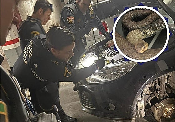 Police operation to remove a snake from inside a car in the Botánico neighbourhood.