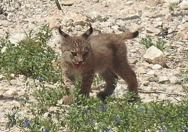 One of the kittens born in the wild.