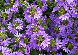 Scaevola aemula.