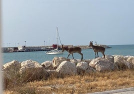 Image of the two goats that strolled along the San Andrés beach on Wednesday.