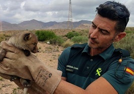 Police in Spain rescue fox cub trapped on high-speed train line construction site