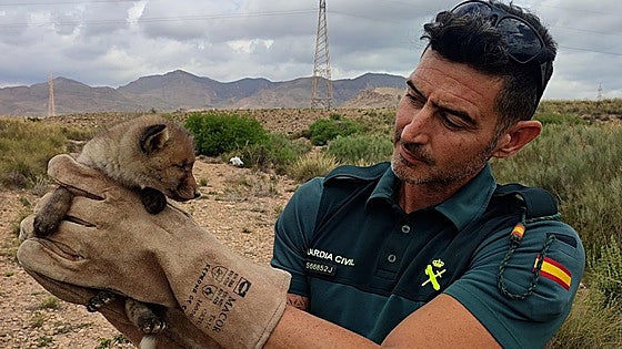 Police in Spain rescue fox cub trapped on high-speed train line construction site