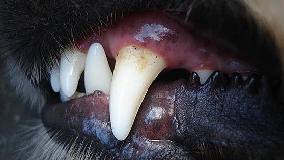 Man dies in Valencia hospital intensive care unit after contracting rabies from dog bite in Africa a year ago