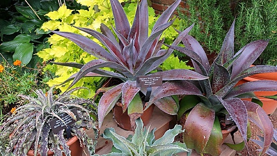 Recommended for your garden in southern Spain: marvellous mangave