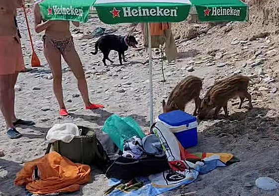 Photo of the two young wild boar checking food supplies on Las Alberquillas beach in Nerja.