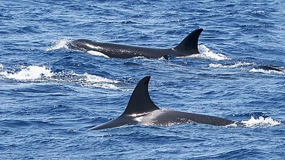 Why have there been fewer killer whale 'attacks' on sailboats in the Strait of Gibraltar recently?
