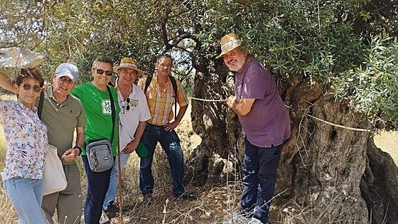 Associations call for the protection of a centuries-old olive grove on eastern Costa del Sol