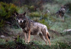 Demand for greater protection of Iberian wolf from environmental and animal welfare groups in Spain