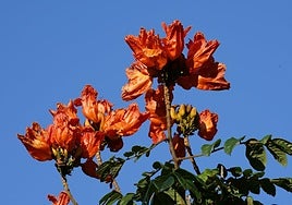 Spathodea campanulata.