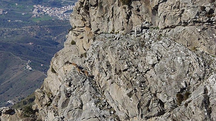 Dizzying trails in the land of the mountain goat: from El Saltillo to La Maroma