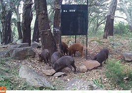 Photo of wild boars on a hunting ground.