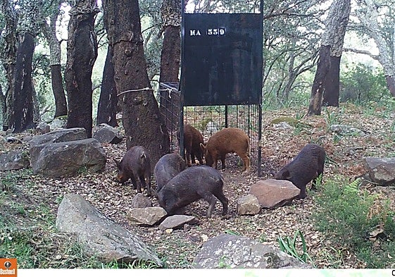 Photo of wild boars on a hunting ground.