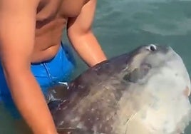 The odd-looking, "hard to spot" fish found on the beach in La Línea.