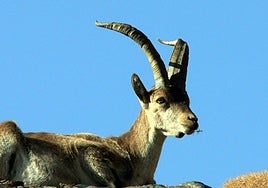 Image of a mountain goat.