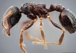 Two species of ants never spotted before in Spain discovered in Andalucía