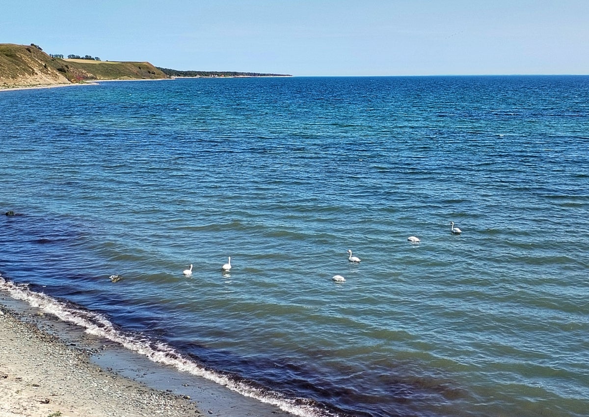 Imagen secundaria 1 - Kåseberga harbour; swans swimming in the sea; Juanjo.