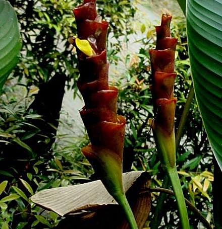 Calathea lutea flower