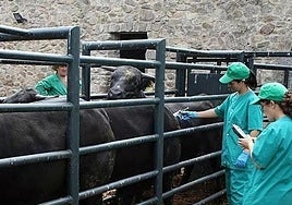 Farmers' association calls for aid after bluetongue outbreak in Malaga's Guadalhorce valley