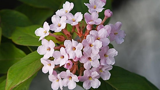 Gardening in southern Spain: Luculia gratissima