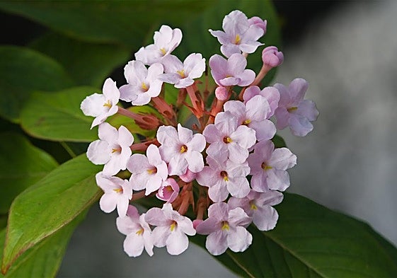 Luculia gratissima.