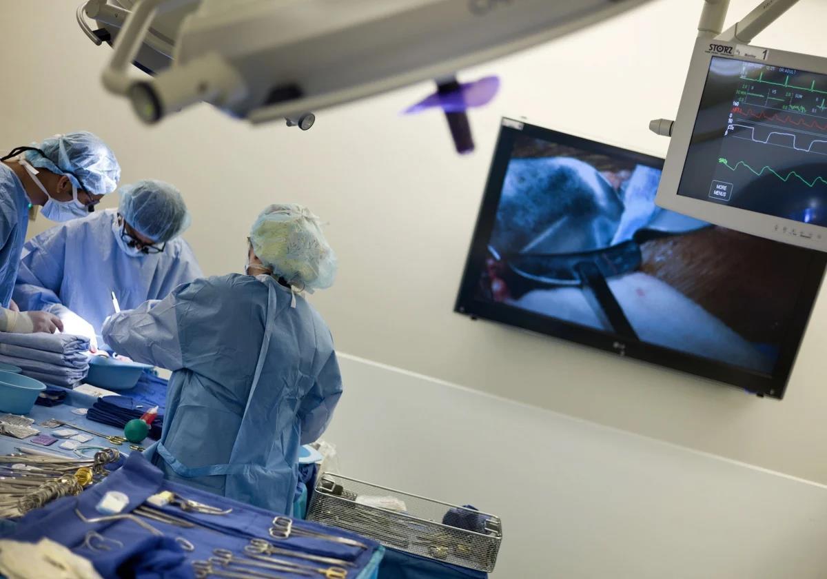 HIV-infected people in Spain can now donate organs for transplant