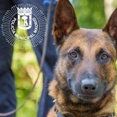 Lobo, the police dog killed in the line of duty.