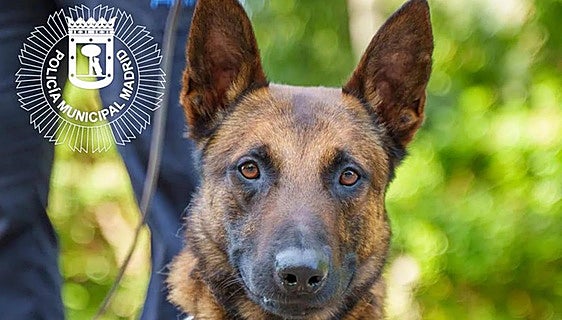Sad farewell to Lobo, the police sniffer dog killed in the line of duty in Madrid
