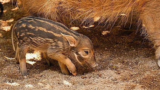 Red river hog - the most colourful wild boar in Africa - born at Bioparc Fuengirola