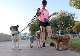 Prospective dog owners to be forced to take four-hour online course: these are the new changes proposed to animal welfare law in Spain