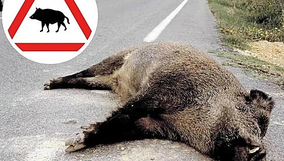 Animals caused more than 36,000 traffic accidents on Spain's roads in 2024, a third of all incidents
