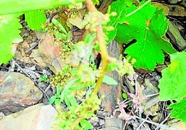 The appearance of this fungus is a consequence of a particularly rainy spring.