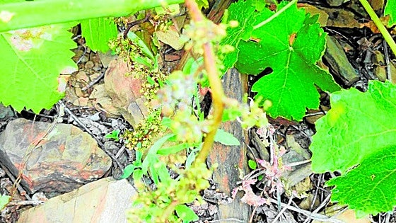The dreaded effects of downy mildew on Malaga's grapes and an explanation of the 'three tens rule'