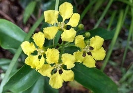 Mascagnia macroptera.