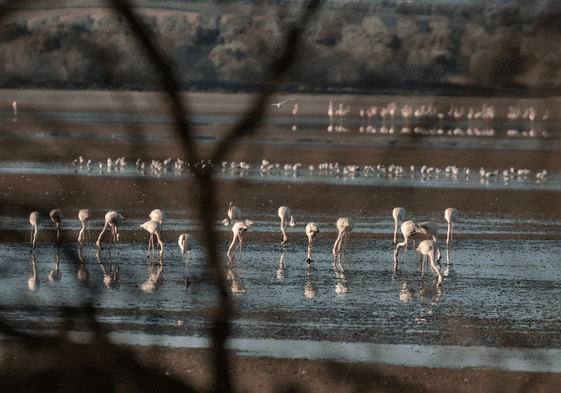 Flamingos photographed at Fuende de Piedra, Malaga.
