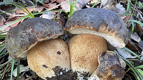 What are the rules for foraging for mushrooms in the mountains and forests of Malaga province this year?