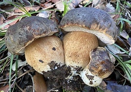 Boletus in the Serranía de Ronda.