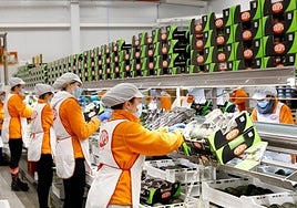 A packing line at Trops in Vélez-Málaga.