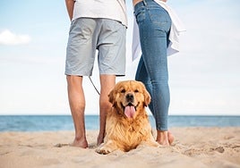 These are five of the best dog beaches in Spain