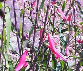 Penstemon barbatus.